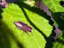  Anthaxia manca (Linnaeus, 1767)