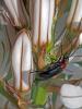  Dinoptera collaris (Linnaeus, 1758)
