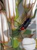  Dinoptera collaris (Linnaeus, 1758)