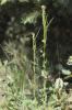 Arabette à fruits aplatis, Arabette des bois Arabis planisiliqua (Pers.) Rchb., 1838
