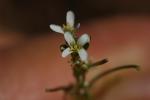 Arabette à fruits aplatis, Arabette des bois Arabis planisiliqua (Pers.) Rchb., 1838