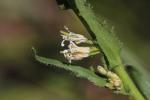 Arabette à fruits aplatis, Arabette des bois Arabis planisiliqua (Pers.) Rchb., 1838