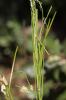 Arabette à fruits aplatis, Arabette des bois Arabis planisiliqua (Pers.) Rchb., 1838