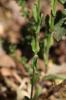 Arabette à fruits aplatis, Arabette des bois Arabis planisiliqua (Pers.) Rchb., 1838
