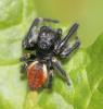  Carrhotus xanthogramma (Latreille, 1819)