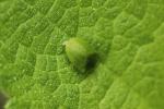 Casside verte Cassida viridis Linnaeus, 1758