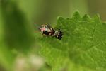 Punaise verte à raies & rouges ou blanches Eurydema oleracea (Linnaeus, 1758)