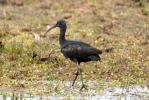 Ibis falcinelle Plegadis falcinellus (Linnaeus, 1766)