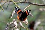 Vulcain (Le), Amiral (L'), Vanesse Vulcain (La), C Vanessa atalanta (Linnaeus, 1758)