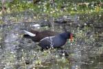 Poule-d'eau, Gallinule poule-d'eau Gallinula chloropus (Linnaeus, 1758)