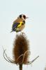 Chardonneret élégant Carduelis carduelis (Linnaeus, 1758)