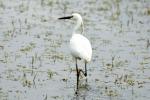 Aigrette garzette Egretta garzetta (Linnaeus, 1766)