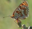 Mélitée des Centaurées (La), Grand Damier (Le) Melitaea phoebe (Denis & Schiffermüller, 1775)