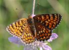 Mélitée des Centaurées (La), Grand Damier (Le) Melitaea phoebe (Denis & Schiffermüller, 1775)