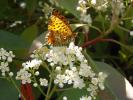 Grand collier argenté (Le), Nacré sagitté (Le) Boloria euphrosyne (Linnaeus, 1758)
