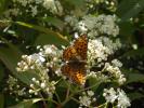 Grand collier argenté (Le), Nacré sagitté (Le) Boloria euphrosyne (Linnaeus, 1758)