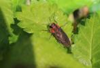  Anthaxia manca (Linnaeus, 1767)