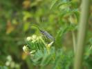  Phytoecia cylindrica (Linnaeus, 1758)