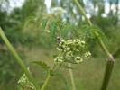  Phytoecia cylindrica (Linnaeus, 1758)