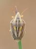  Aelia rostrata Boheman, 1852