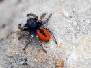 Saltique sanguinolent Philaeus chrysops (Poda, 1761)