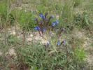 Buglosse d'Italie, Buglosse azurée Anchusa italica Retz., 1779