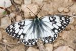Échiquier d'Occitanie (L'), Demi-Deuil occitan (Le Melanargia occitanica (Esper, 1793)