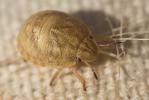  Eurygaster maura (Linnaeus, 1758)