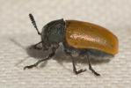  Labidostomis taxicornis (Fabricius, 1792)