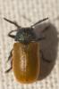  Labidostomis taxicornis (Fabricius, 1792)