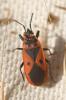  Scantius aegyptius (Linnaeus, 1758)