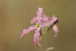 Matthiole en buisson Matthiola fruticulosa (Loefl. ex L.) Maire, 1932
