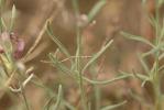 Matthiole en buisson Matthiola fruticulosa (Loefl. ex L.) Maire, 1932