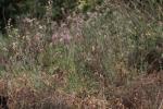 Matthiole en buisson Matthiola fruticulosa (Loefl. ex L.) Maire, 1932