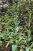 Cynoglosse à pustules, Cynoglosse Cynoglossum pustulatum Boiss., 1838