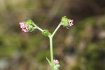 Cynoglosse à pustules, Cynoglosse Cynoglossum pustulatum Boiss., 1838
