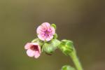 Cynoglosse à pustules, Cynoglosse Cynoglossum pustulatum Boiss., 1838