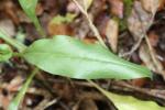 Cynoglosse à pustules, Cynoglosse Cynoglossum pustulatum Boiss., 1838
