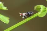  Trypetoptera punctulata (Scopoli, 1763)