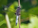 Libellule fauve (La) Libellula fulva O.F. Müller, 1764