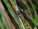 Libellule fauve (La) Libellula fulva O.F. Müller, 1764