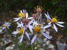  Aster L., 1753