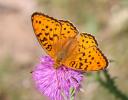 Chiffre (Le) Fabriciana niobe (Linnaeus, 1758)
