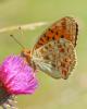 Chiffre (Le) Fabriciana niobe (Linnaeus, 1758)