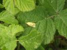  Agapeta hamana (Linnaeus, 1758)