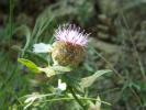 Centaurée pectinée Centaurea pectinata L., 1763