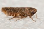  Allygidius 