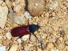  Bostrichus capucinus (Linnaeus, 1758)