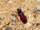  Bostrichus capucinus (Linnaeus, 1758)