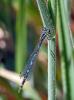 Agrion joli Coenagrion pulchellum (Vander Linden, 1825)